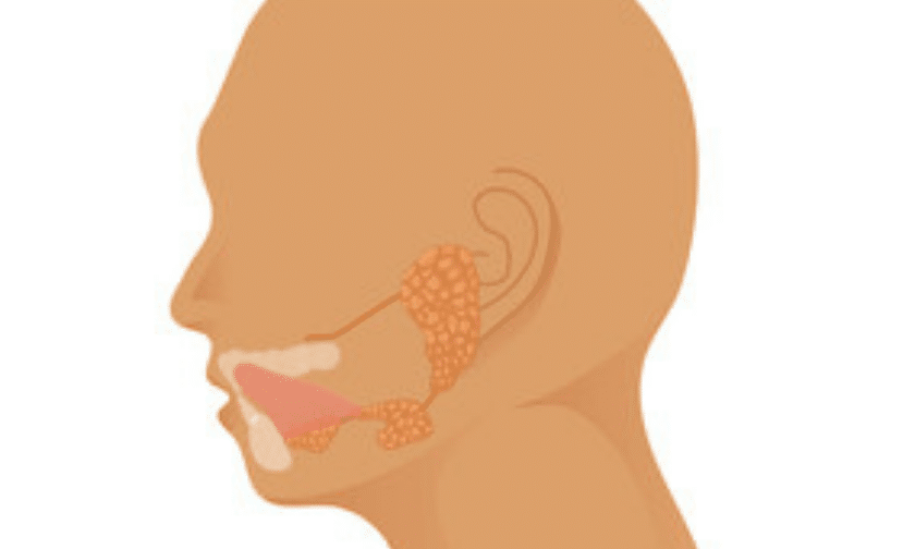 Salivary Glands guardians of mouth
