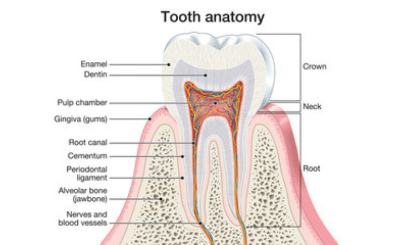 Anatomy of tooth